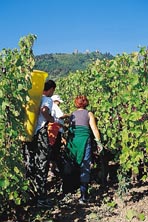 vendanges _vertical.jpg